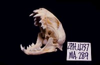 石虎頭骨藏品圖，第2張